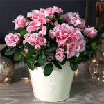 Azalea ‘Pink & White Bicolour’ – Gift