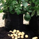 Potato Growing Bags