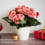 Begonia ‘Borias Rosebud’ – Gift