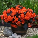Begonia Sunpleasures® Choco Orange