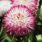 Bellis Plants –  Pomponette Bicolour