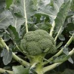 Broccoli Monclano F1 Hybrid (Calabrese)