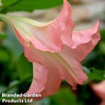 Brugmansia Single Pink