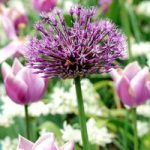 Allium Bulbs – Purple Sensation
