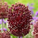 Allium Bulbs – Red Mohican