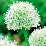 Allium Bulbs – Mount Everest