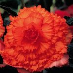 Begonia Tubers – Prima Donna Orange