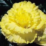 Begonia Tubers – Prima Donna Yellow