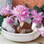 Colchicum Bulbs – Waterlily
