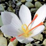 Saffron Crocus Bulbs – White