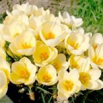 Crocus Bulbs – Cream Beauty