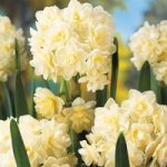 Daffodil Bulbs – Scented Collection
