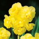 Narcissus Bulbs – Yellow  Cheerfulness (Double)