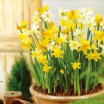 Daffodil Miniature Bulbs – Patio Mix