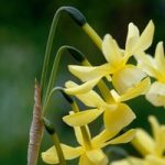 Daffodil Bulbs – Hawera