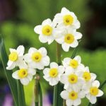 Daffodil Bulbs – Minnow