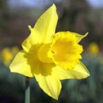 Daffodil (Cornish) Bulbs – Treglisson