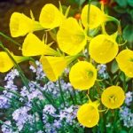 Daffodil Bulbs – Hoop Petticoat