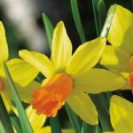 Daffodil Bulbs – Jetfire