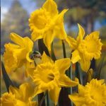 Daffodil Bulbs – King Alfred