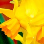 Daffodil (Cornish) Bulbs – Cornish Chuckles