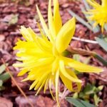 Narcissus Bulbs – Rip Van Winkle
