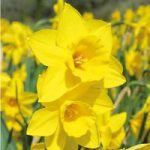 Daffodil (Cornish) Bulbs – Rosemoor Gold
