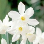 Daffodil Bulbs – Thalia