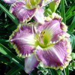 Hemerocallis Bulbs – Best Seller