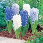 Hyacinth Bulbs – Ocean Mix