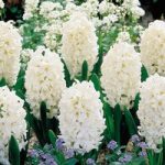 Hyacinth Bulbs – Carnegie
