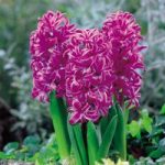 Hyacinth Bulbs – Purple Sensation