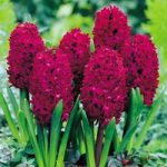 Hyacinth Bulbs – Woodstock