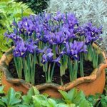 Iris reticulata Bulbs – Harmony