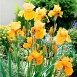 Iris Plants – Apricot Silk