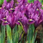 Iris reticulata – Purple Hill