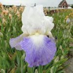 Iris Germanica Bulbs – Mission Ridge