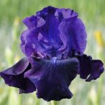 Iris Germanica Bulbs – Rosalie Figge