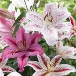 Lily Bulbs – White/Pink Oriental Collection