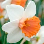 Daffodil Bulbs – Chromacolour
