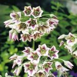 Allium Nectaroscordum Bulbs – Sicilum