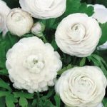 Ranunculus Bulbs – White