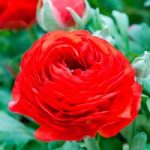 Ranunculus Bulbs – Red