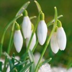 Snowdrop Bulbs – Common