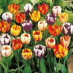 Tulip Bulbs – Rembrandt Mix