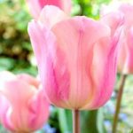 Tulip (Single) Bulbs – Apricot Beauty