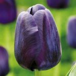 Tulip Bulbs – Paul Scherer