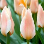 Tulip Bulbs – Fur Elise