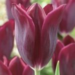 Tulip (Early) Bulbs – Havran