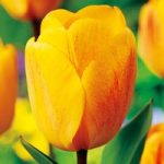 Tulip Bulbs – Darwin Hybrid Golden Apeldoorn